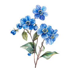 Fototapeta premium Illustration of Blue forget me not flowers with Green Leaves on White Background.