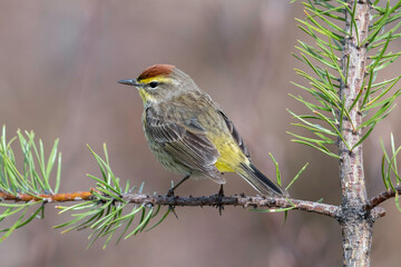 Palm Warbler (Setophaga palmarum), is a small songbird of the New World warbler family