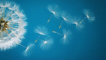 Naklejka premium Dandelion seeds are flying against the background of the sunset sky. Floral botany of nature