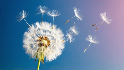 Dandelion seeds are flying against the background of the sunset sky. Floral botany of nature