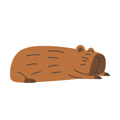 Sleeping cute capybara on isolated white background