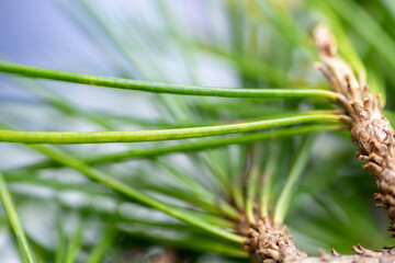 Clopse up of Pine Needles