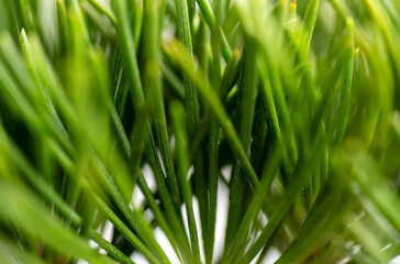 Clopse up of Pine Needles