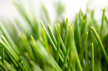 Clopse up of Pine Needles