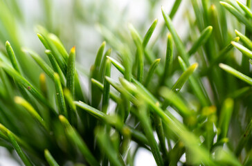 Clopse up of Pine Needles