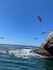 pelicans flying off rock