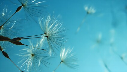 Dandelion seeds are flying against the background of the sunset sky. Floral botany of nature