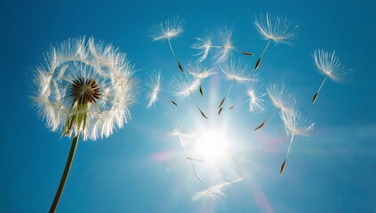 Dandelion seeds are flying against the background of the sunset sky. Floral botany of nature