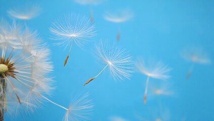 Dandelion seeds are flying against the background of the sunset sky. Floral botany of nature