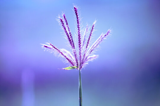 purple flower in the wind
