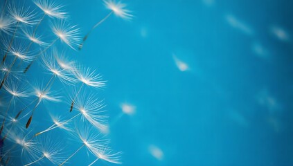 Obraz premium Dandelion seeds are flying against the background of the sunset sky. Floral botany of nature