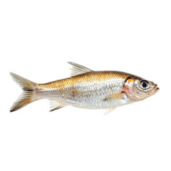Fresh mullet fish displayed on a plain Transparent background, highlighting its streamlined body and shiny scales, Pilengas fishisolated on PNG background Fresh fish object for design Mullet fish
