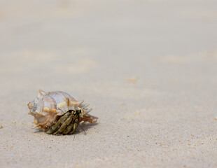 hermit crab on the beach