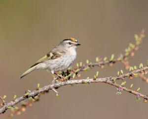 Obraz premium Golden-crowned Kinglet (Regulus satrapa), a very small songbird in the family Regulidae that lives throughout much of North America