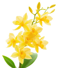 Stunning closeup of vibrant yellow Dendrobium orchid in high resolution, Closeup view beautiful yellow Dendrobium orchid in Thailand on Transparent background