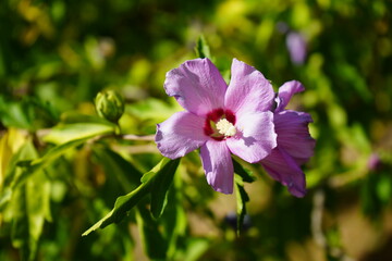 Rose, Rose of Sharon, Rose mallow or Shrub Althea (Hibiscus syriacus) 