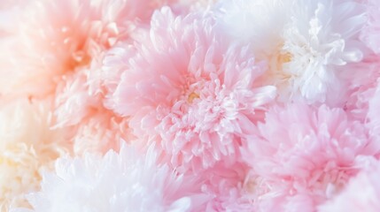 Fototapeta premium mesmerizing close-up of a dense floral arrangement featuring delicate pink and white chrysanthemums and ranunculus flowers