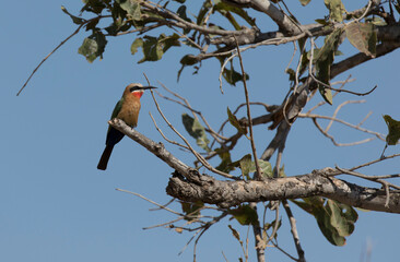 A photo of white fronted bee eater