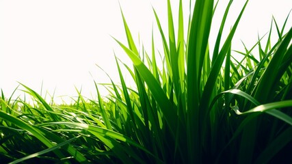 Naklejka premium Vibrant Green Grass with Natural Light and Soft Focus