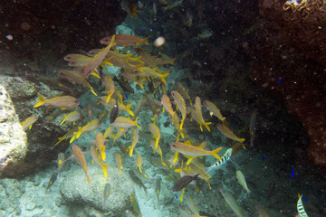 large group of yellowfin goatfish