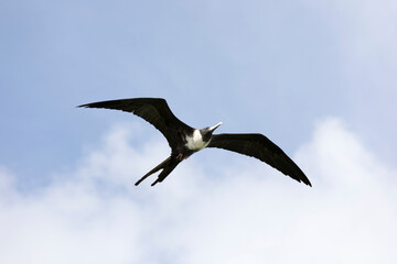 A view of Frigatebird flying in the sky