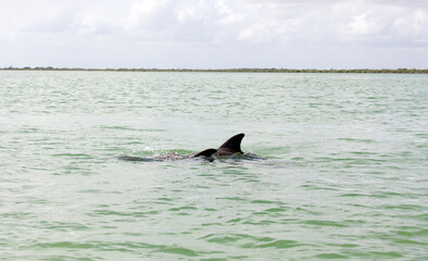 Fototapeta premium Photo of tucuxi dolphin