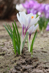Obraz premium Close-up of a white crocus with purple veins emerging from the soil – a symbol of spring and new beginnings.Pink blossoms in the bokeh of the Background, Shallow depth of fields