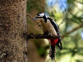 Buntspecht (Männchen)