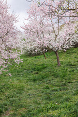 cherry blossom at spring