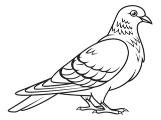 Fototapeta premium Beautiful Pigeon Vector Illustration