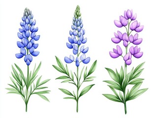Obraz premium Vibrant illustration of three types of lupine flowers with lush green leaves