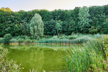 Scenic view of a green pond surrounded by lush vegetation and dense forest.