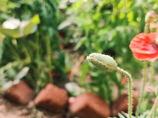 poppy seed head