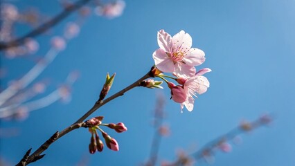 pink cherry blossom