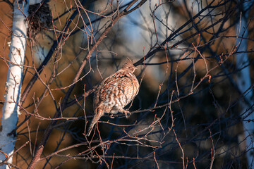 Sunlight Ruffy.  Ruffed Grouse sitting in a birch tree enjoying the evening sunshine.