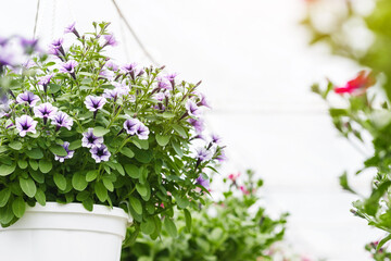 Flower greenhouse in daylight. Pink and purple petunias and campanulas in white pots hanging from the ceiling, close up, free space