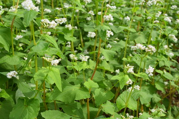 蕎麦畑 小さな白い花