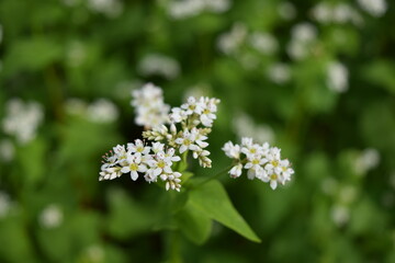 蕎麦畑 小さな白い花