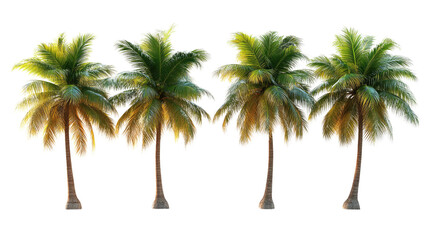 Tropical Paradise: Four majestic palm trees, their fronds rustling gently in the breeze, evoke the serenity of an exotic getaway.
