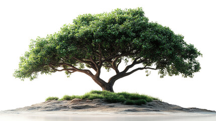 Solitary Tree on a Mound: An image of a majestic, mature tree, its vibrant green foliage in full bloom, thriving on a small mound. 