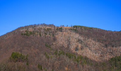 Dead tree forest in the Occidental Carpathians, Romania, Europe	
