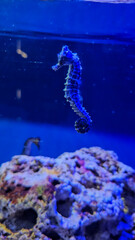 Seahorse inside an aquarium with a blue, blurred background.