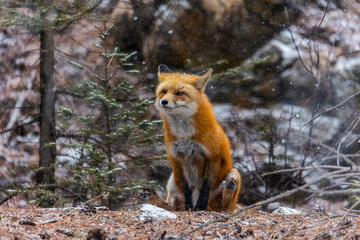 Red Fox Poop Scooting, Sick Animals Poop Scoot, Poop Scooting Wildlife