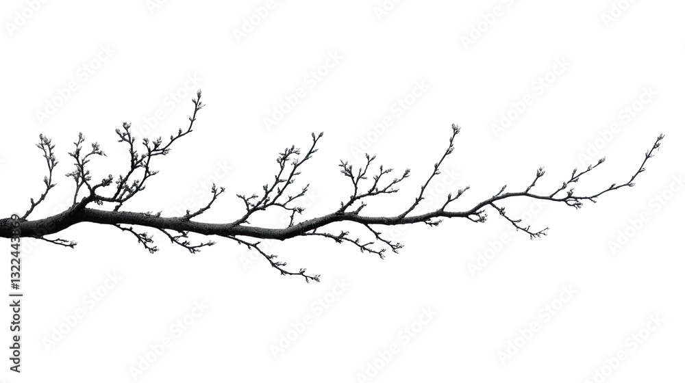 Poster bare branch silhouette: a stark, minimalist image of a bare branch against a clean backdrop, highlig