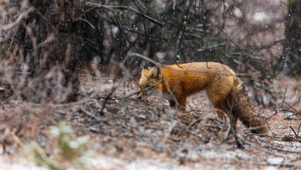 Colorado Red Fox Sniffing Prey in Colorado Rocky Mountains