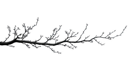 Bare Branch Silhouette: A stark, minimalist image of a bare branch against a clean backdrop, highlighting its intricate structure.