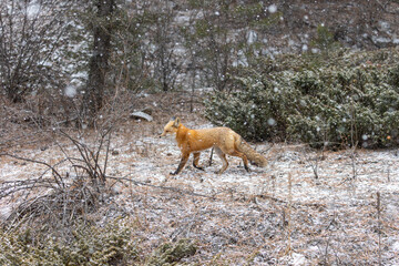 A Colorado Red Fox Running Through The Rocky Mountains on a Snowy Day