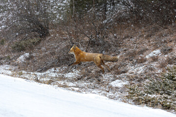 Wildlife Crossing Road in Snowstorm, Red Fox Jumping into Street
