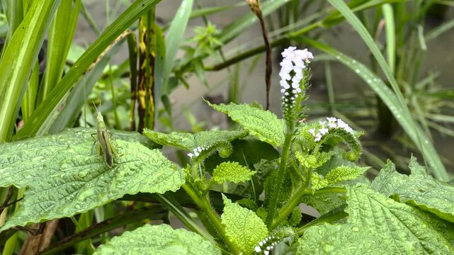 Green crickets 