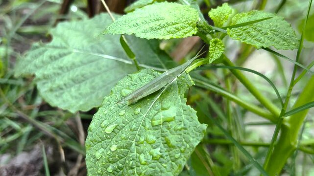 Green crickets a